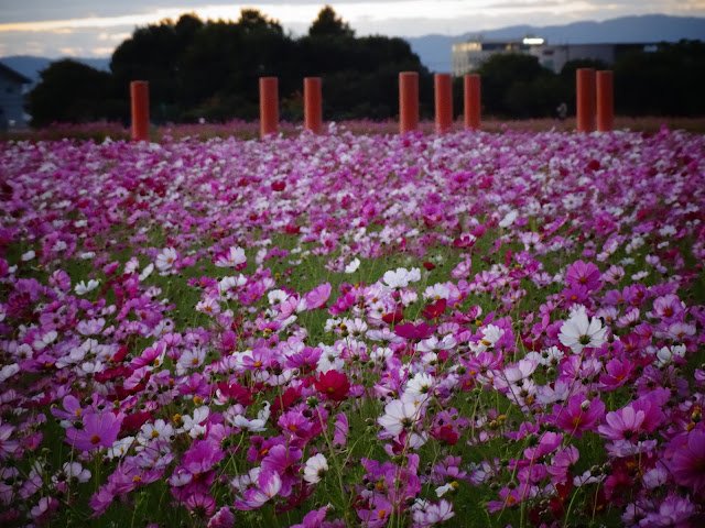 🏞️ 후지와라 궁터(후지와라쿄아토) 이미지 11